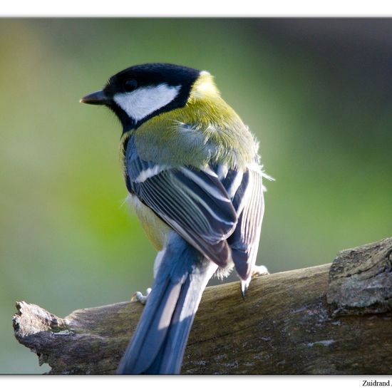 Kohlmeise: Tier im Habitat Hinterhof in der NatureSpots App