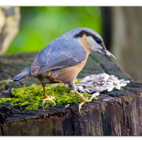 Kleiber: Tier im Habitat Hinterhof in der NatureSpots App