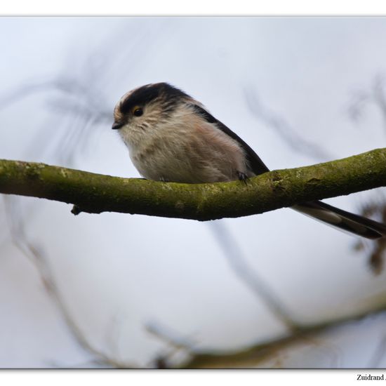 Schwanzmeise: Tier im Habitat Hinterhof in der NatureSpots App