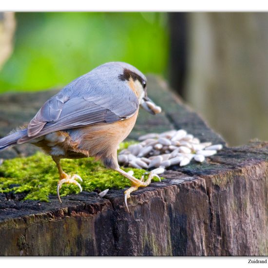 Kleiber: Tier im Habitat Hinterhof in der NatureSpots App