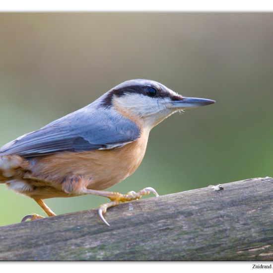 Kleiber: Tier im Habitat Hinterhof in der NatureSpots App