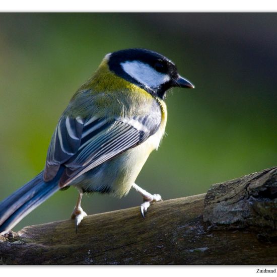 Kohlmeise: Tier im Habitat Hinterhof in der NatureSpots App