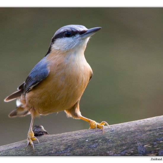 Kleiber: Tier im Habitat Hinterhof in der NatureSpots App