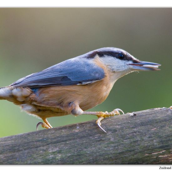 Kleiber: Tier im Habitat Hinterhof in der NatureSpots App