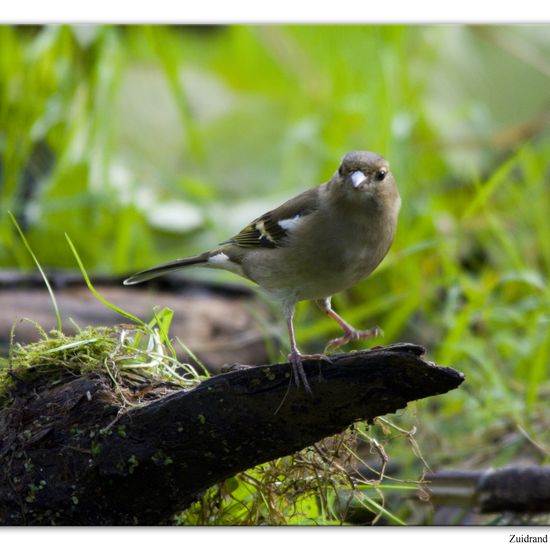 Buchfink: Tier im Habitat Hinterhof in der NatureSpots App