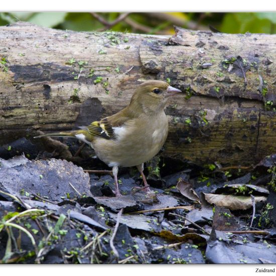 Buchfink: Tier im Habitat Hinterhof in der NatureSpots App