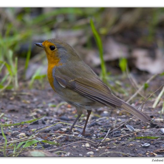 Rotkehlchen: Tier im Habitat Hinterhof in der NatureSpots App