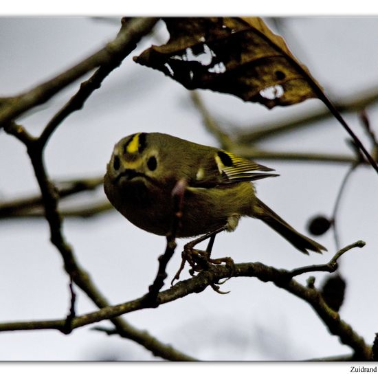 Wintergoldhähnchen: Tier im Habitat Hinterhof in der NatureSpots App