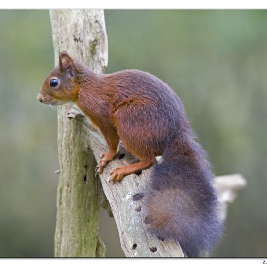 Eurasisches Eichhörnchen: Tier im Habitat Hinterhof in der NatureSpots App