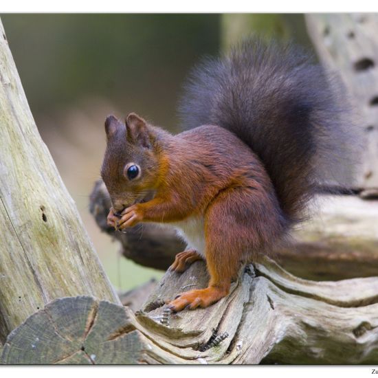 Eurasisches Eichhörnchen: Tier im Habitat Hinterhof in der NatureSpots App