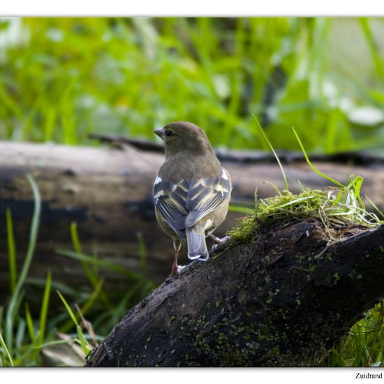 Buchfink: Tier im Habitat Hinterhof in der NatureSpots App