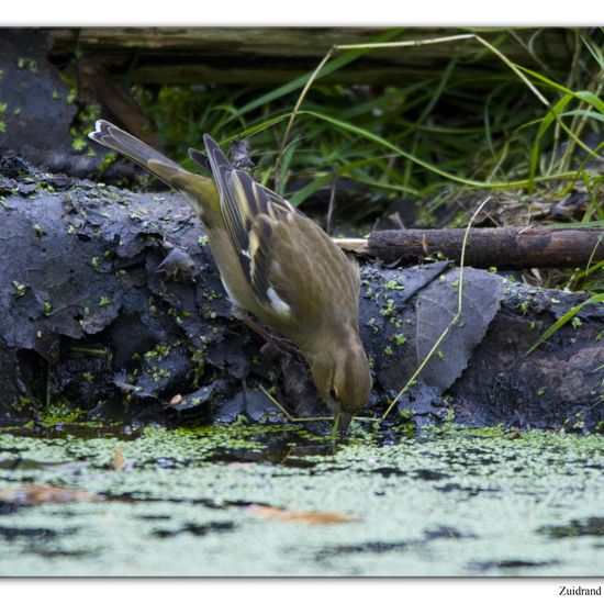 Buchfink: Tier im Habitat Hinterhof in der NatureSpots App