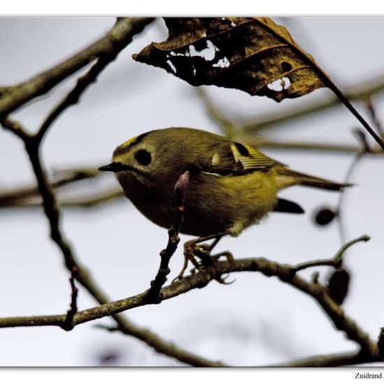 Wintergoldhähnchen: Tier im Habitat Hinterhof in der NatureSpots App