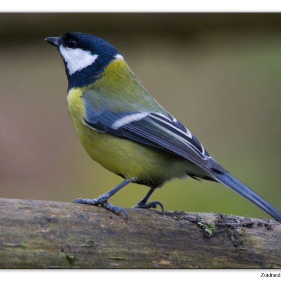 Kohlmeise: Tier im Habitat Hinterhof in der NatureSpots App