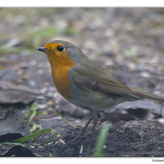 Rotkehlchen: Tier im Habitat Hinterhof in der NatureSpots App