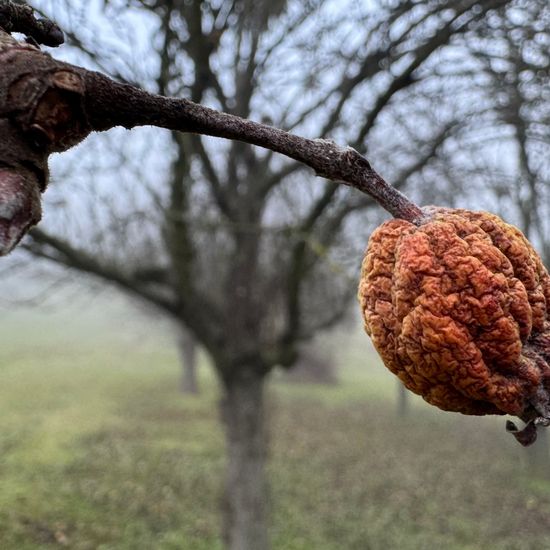 Malus domestica: Pflanze im Habitat Anderes Agrarhabitat in der NatureSpots App