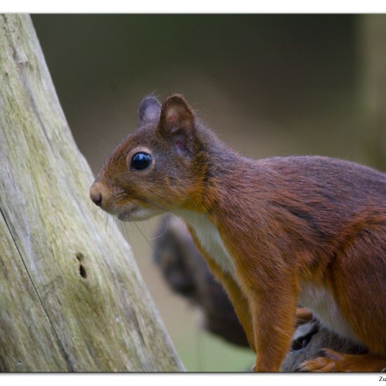 Eurasisches Eichhörnchen: Tier im Habitat Hinterhof in der NatureSpots App