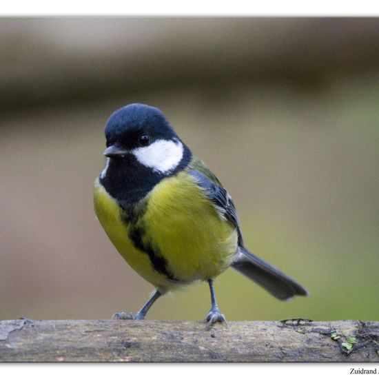 Kohlmeise: Tier im Habitat Hinterhof in der NatureSpots App