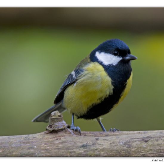 Kohlmeise: Tier im Habitat Hinterhof in der NatureSpots App