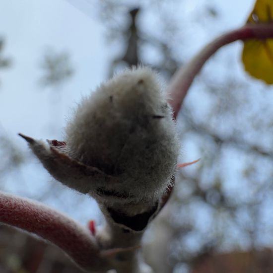 Äpfel: Pflanze in der Natur in der NatureSpots App