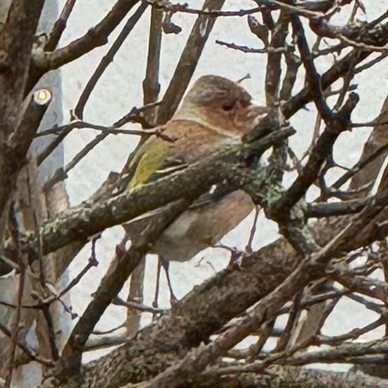 Buchfink: Tier im Habitat Garten in der NatureSpots App