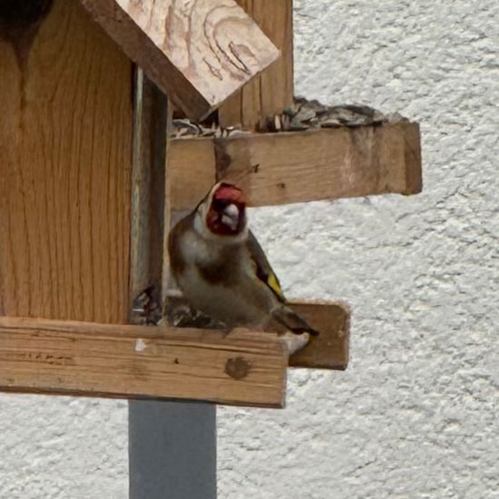 Stieglitz: Tier im Habitat Garten in der NatureSpots App