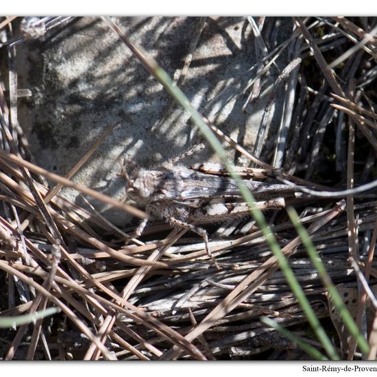 Acrotylus insubricus: Tier im Habitat Felsgebiet in der NatureSpots App