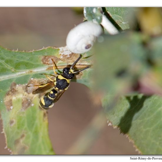 Töpferwespen: Tier im Habitat Felsgebiet in der NatureSpots App