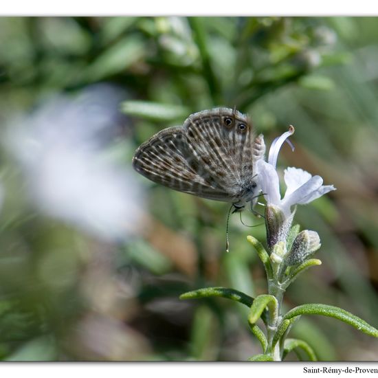 Leptotes pirithous: Tier im Habitat Felsgebiet in der NatureSpots App