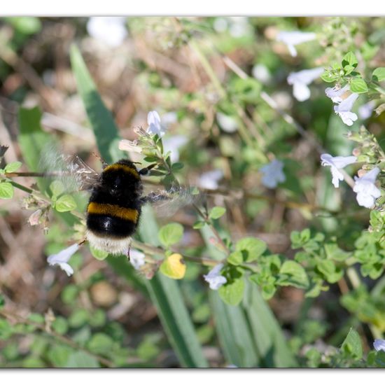 Eine unbekannte Art: Tier im Habitat Felsgebiet in der NatureSpots App