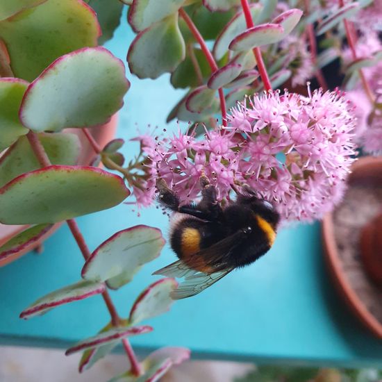 Hummeln: Tier im Habitat Vorstadt in der NatureSpots App