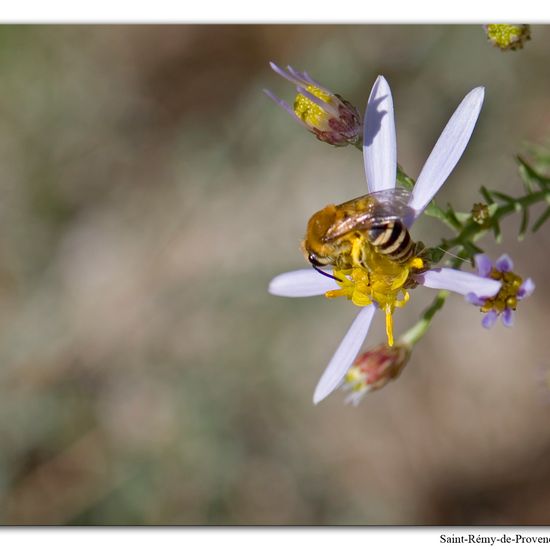 Eine unbekannte Art: Tier im Habitat Felsgebiet in der NatureSpots App