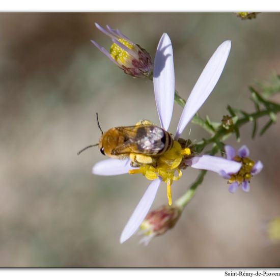 Eine unbekannte Art: Tier im Habitat Felsgebiet in der NatureSpots App