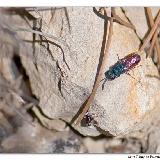 Eine unbekannte Art: Tier im Habitat Felsgebiet in der NatureSpots App