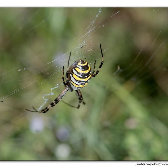 Wespenspinne: Tier im Habitat Felsgebiet in der NatureSpots App