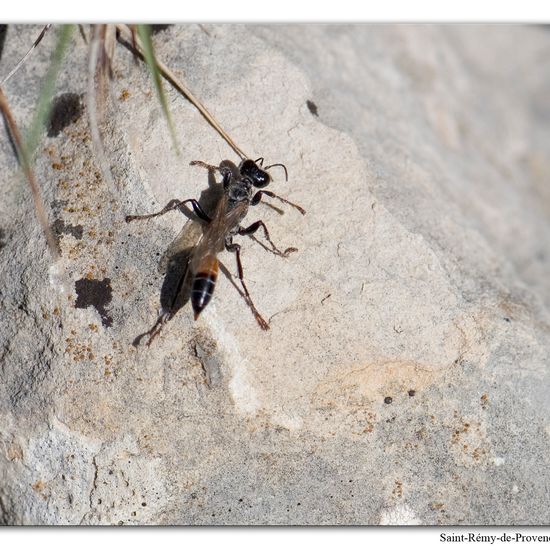 Prionyx kirbii: Tier im Habitat Felsgebiet in der NatureSpots App