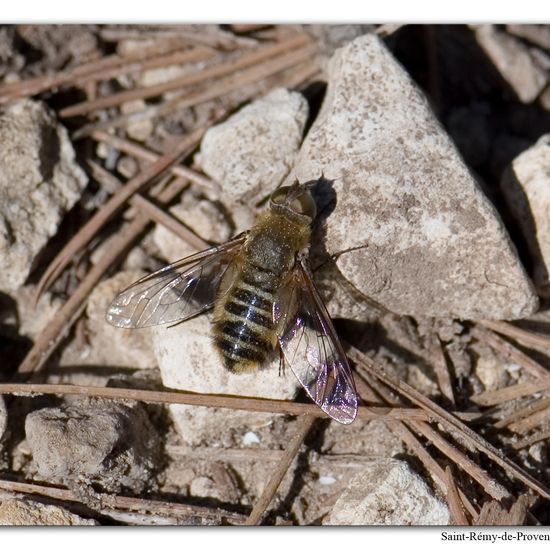 Hottentottenfliege: Tier im Habitat Felsgebiet in der NatureSpots App