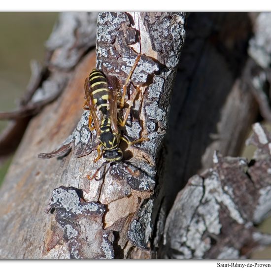 Haus-Feldwespe: Tier im Habitat Felsgebiet in der NatureSpots App