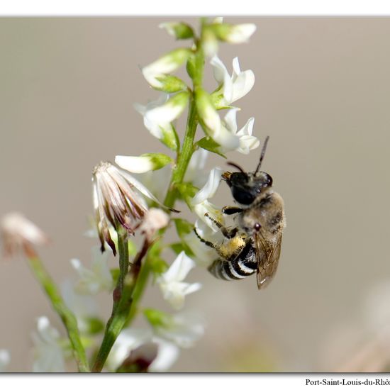 Colletes marginatus: Tier im Habitat Naturnahe Wiese in der NatureSpots App