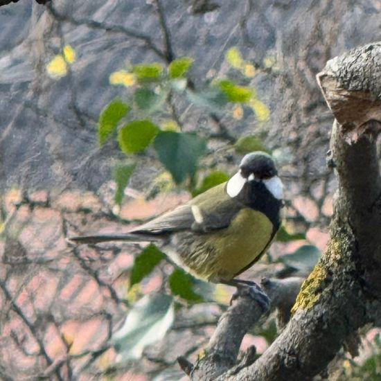 Kohlmeise: Tier im Habitat Garten in der NatureSpots App