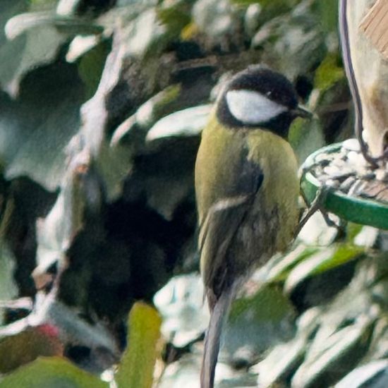 Kohlmeise: Tier im Habitat Garten in der NatureSpots App