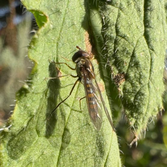 Hainschwebfliege: Tier im Habitat Garten in der NatureSpots App