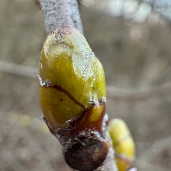 Elsbeere: Pflanze im Habitat Wald der gemäßigten Breiten in der NatureSpots App