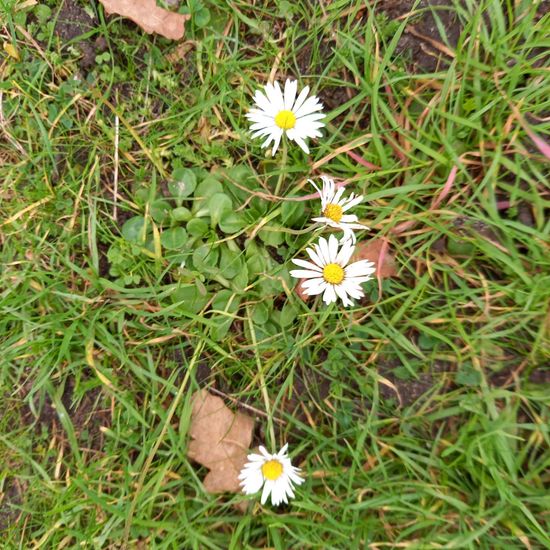 Gänseblümchen: Pflanze im Habitat Habitat manuell eingeben in der NatureSpots App