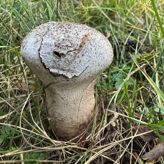 Handkea excipuliformis: Mushroom in habitat Natural Meadow in the NatureSpots App