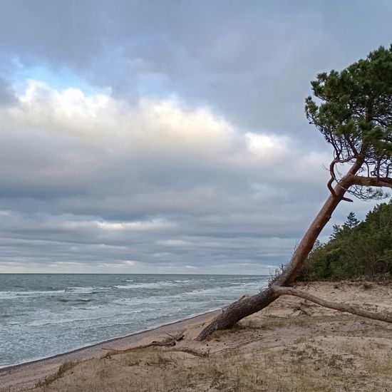 Landscape: Marine and Coast in habitat Sandy coast in the NatureSpots App