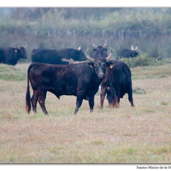 Bos taurus taurus: Animal in habitat Natural in the NatureSpots App