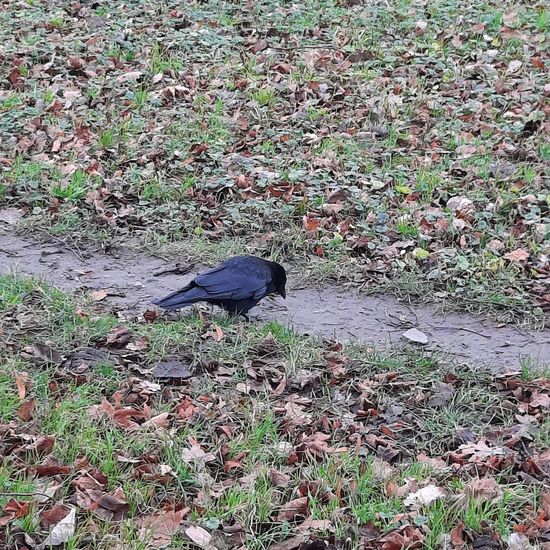 Carrion Crow: Animal in nature in the NatureSpots App