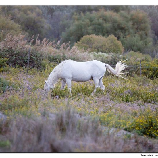 Equus caballus: Animal in nature in the NatureSpots App