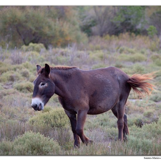 Equus africanus asinus: Animal in nature in the NatureSpots App